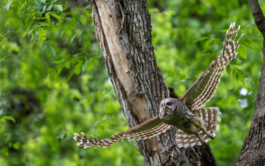 Mama Barred Owl Wings Wide Open