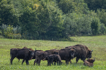 Naklejka na ściany i meble European Bison, Wisent, Bison bonasus. Bieszczady, Carpathians, Poland.