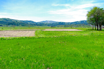 Fototapeta premium 田園風景
