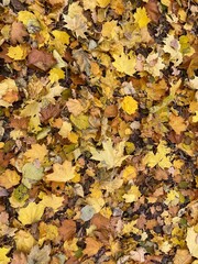autumn leaves background