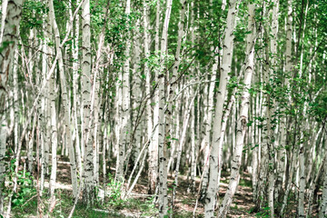 Fototapeta na wymiar beautiful birch forest in Siberia