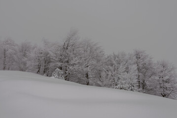 Trees covered with snow on the edge of the forest. Winter landscape with trees after a snowfall.