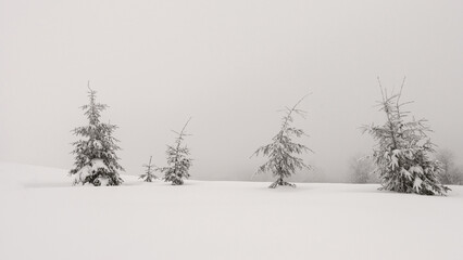 Snow-covered trees on a mountain slope. Wind and snowfall on the mountain slope.
