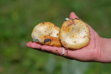 a man holds collected mushrooms in his hands