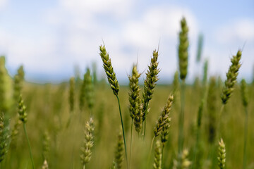 ears of wheat in the fields of Siberia