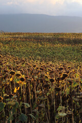 In the field ripe sunflower