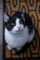 Czarno biały  kot z żółtymi oczami - obrazy, fototapety, plakaty