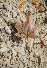 leaf on stone
