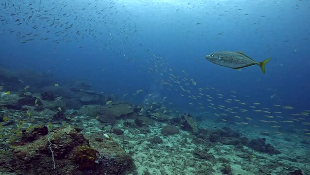 Scuba diving under water film of a steam of small fusilier fish and other tropical fish swimming above  corals - in the Ko Tao island region in southern Thailand