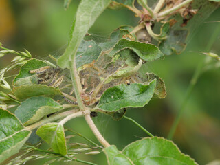 Gespinste des Apfelwicklers Cydia pomonella zwischen den Blättern eines Apfelbaums als Schädling im Obstbau