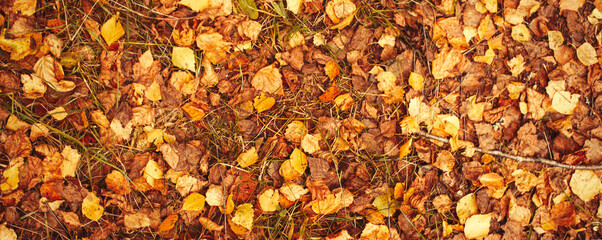 Autumn golden falling Leaves background in the forest
