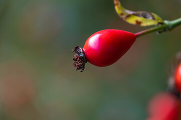 Close-up of a ripe red rose hip against a blurred background