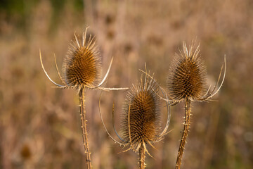 Close up of dry thistles against a blurred background