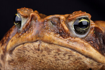 A portrait of a Cane Toad aginast a black background
