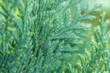 Lebensbäume Thujen Zypressengewächse