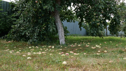 Apple tree grows in the garden and gives apples. Outside the height of summer and sunny weather, apple harvest.