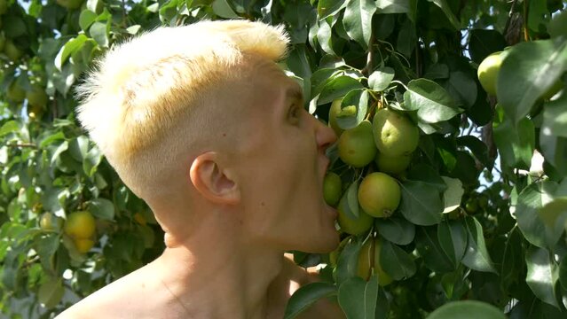 Man with blond hair and bracers on teeth eats a pear and looks at the camera. Strange farmer is harvesting and eating pears. On the backgroud are a lot of pears on branches.