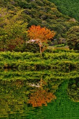 red and yellow flowers