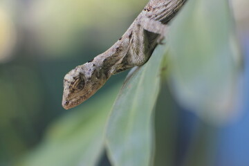 lizards on the floor. lizard on the green leaf