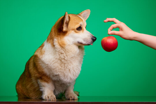 A Cute Welsh Corgi Pembroke Dog Sniffing A Red Apple On A Human Hand. Apples In The Puppy's Diet. Dog And Apple Isolated On Green Background. World Vegetarian Day. Veterinary Clinic Concept.