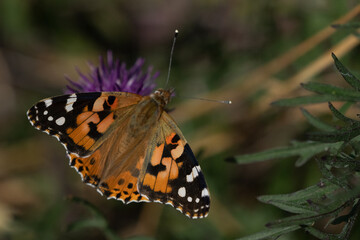 Painted lady (Vanessa cardui)