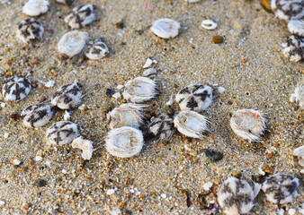 Many dead Heart Urchins or Spatangoida on a beach in Vietnam