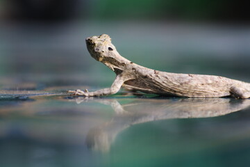 lizards on the floor. lizard on the green leaf