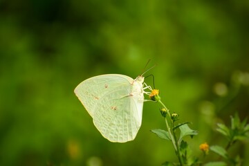 Green butterfly pollinating   flowers in the summer day. Blurred nature green background. Catopsilia pomona, the common emigrant or lemon emigrant