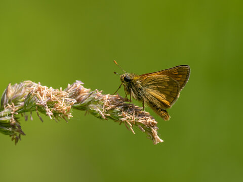 Small Skipper Isolated on a Grass Head © Stephan Morris 