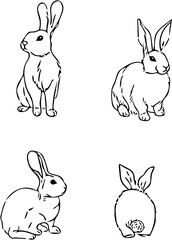 set of rabbit