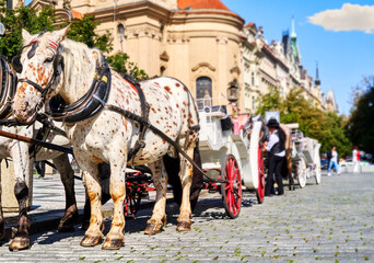 Fototapeta na wymiar Team with apple horses on a white carriage waits for tourists for the departure through the old town