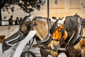 Horses with caps to protect sensitive ears wait at the carriage for the start of the ride