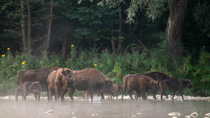 European Bison, Wisent, Bison bonasus. Bieszczady, Carpathians, Poland.