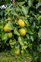 green pears on a branch .