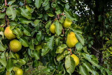 green pears on a branch .