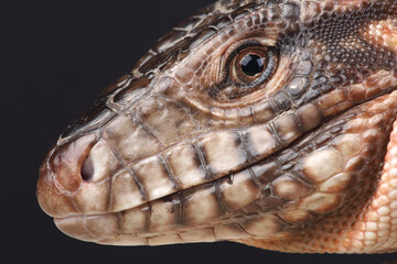A portrait of a Red Tegu against a black background

