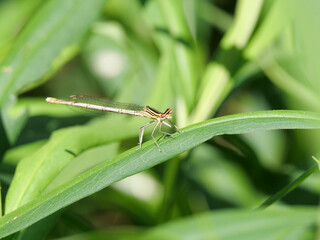 Weißes Weibchen einer Azurjungfer Coenagrion sizt auf einem Grasblatt