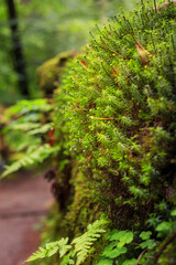 Close-up view of a rock on the tourist trail covered with moss, selective focus, Bohemian Switzerland, the north-western Czech Republic