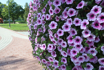 flowers in the park