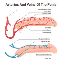 Blood circulation of the penis. Male reproductive organ with artery and veins