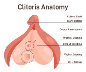 The structure of the clitoris, a medical poster female anatomy vagina