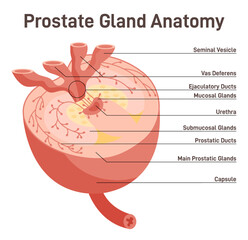 Prostate gland structure. Male internal reproductive system organ