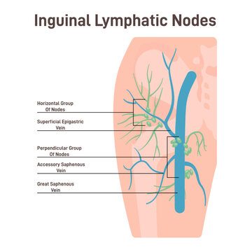 Inguinal lymph node. Fluid exchange, body defense from infection