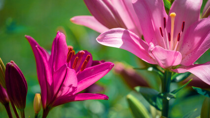 Fototapeta premium Blooming tender Lily flower grows in a flower bed.