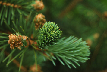 A branch of young spruce tree close up
