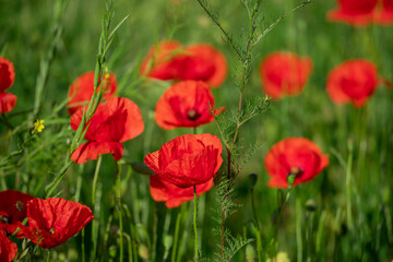 Field of poppy flowers papaver rhoeas in spring.