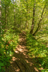 Obraz premium footpath in the forest