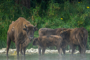 European Bison, Wisent, Bison bonasus. Bieszczady, Carpathians, Poland.