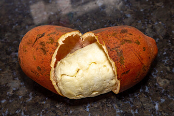 Isolated Ripe cupuaçu fruit (Theobroma grandiflorum) opened showing the seeds and the husk of the...