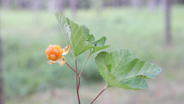 Cloudberry bush with ripe berry sways in wind in middle of swamp in forest.